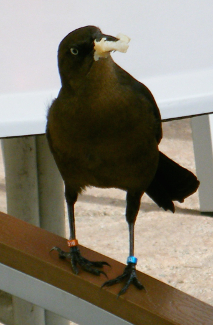 Grackle