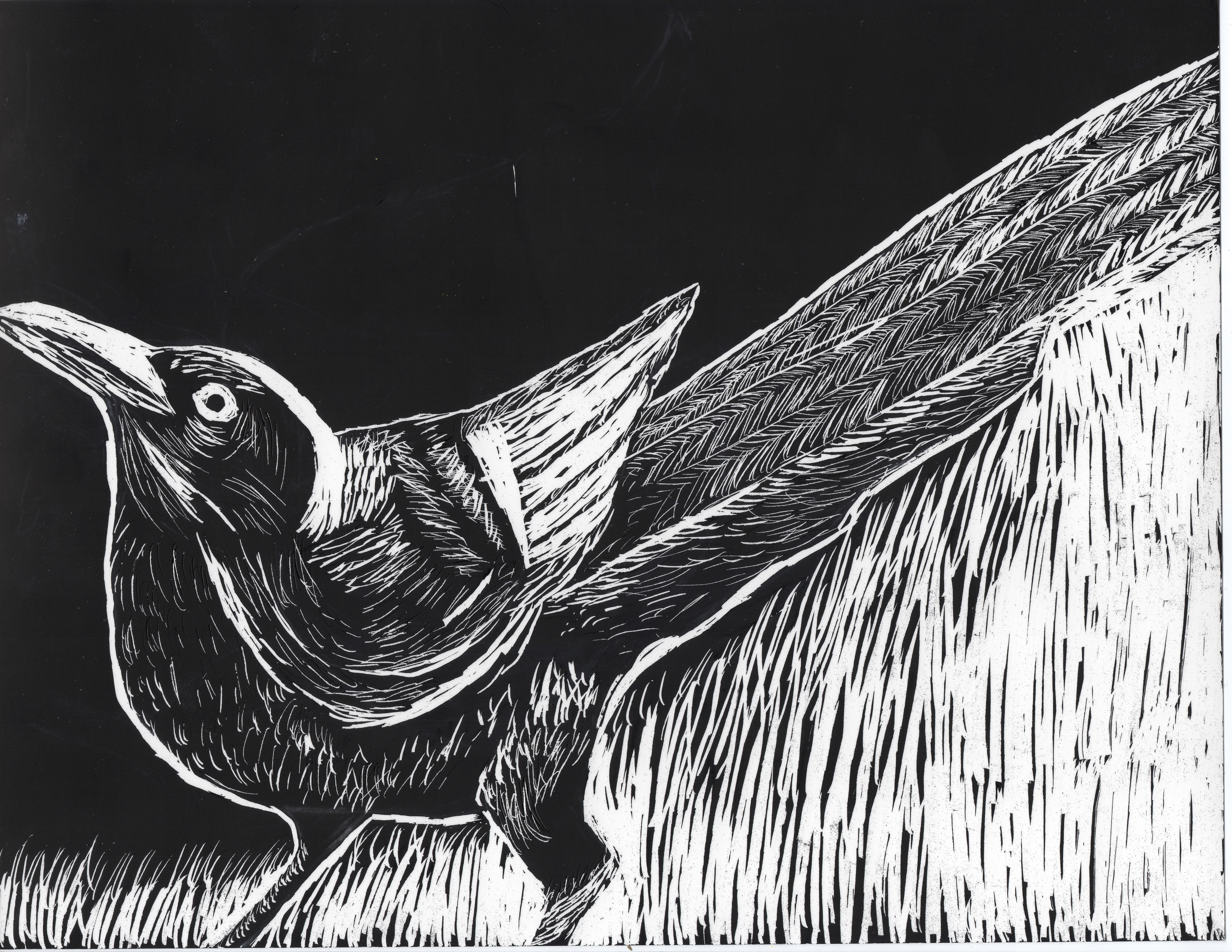 Grackle art by Kelsey