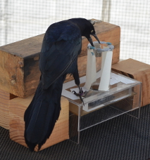 Grackle